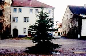 hofbaum2.jpg